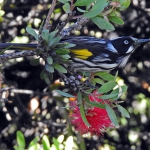 Phylidonyris novaehollandiae at Acton, ACT - 8 Mar 2018