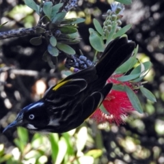 Phylidonyris novaehollandiae at Acton, ACT - 8 Mar 2018 11:21 AM