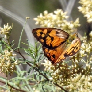 Heteronympha penelope at Canberra Central, ACT - 8 Mar 2018 02:15 PM