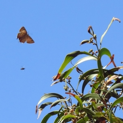 Jalmenus evagoras (Imperial Hairstreak) at Black Mountain - 8 Mar 2018 by RodDeb