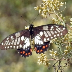 Papilio anactus (Dainty Swallowtail) at Canberra Central, ACT - 8 Mar 2018 by RodDeb