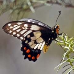 Papilio anactus at Canberra Central, ACT - 8 Mar 2018