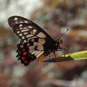 Papilio anactus at Canberra Central, ACT - 8 Mar 2018 01:57 PM