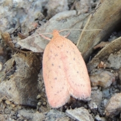 Garrha leucerythra (A concealer moth) at Rob Roy Range - 28 Feb 2018 by michaelb