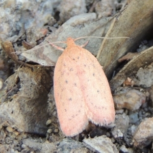 Garrha leucerythra at Conder, ACT - 28 Feb 2018 06:55 PM