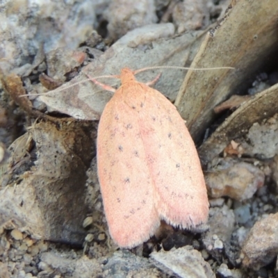 Garrha leucerythra (A concealer moth) at Rob Roy Range - 28 Feb 2018 by michaelb