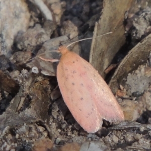 Garrha leucerythra at Conder, ACT - 28 Feb 2018 06:55 PM