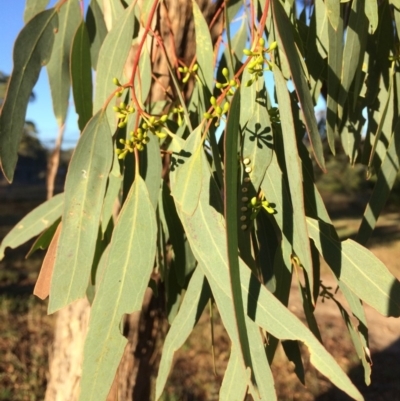 Eucalyptus melliodora (Yellow Box) at Burra, NSW - 8 Mar 2018 by alex_watt