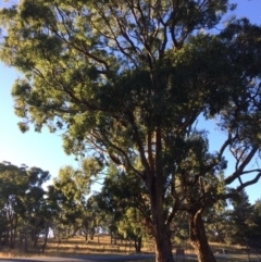 Eucalyptus melliodora at Burra, NSW - 9 Mar 2018