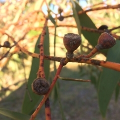 Eucalyptus pauciflora subsp. pauciflora (White Sally, Snow Gum) at Burra, NSW - 8 Mar 2018 by alex_watt