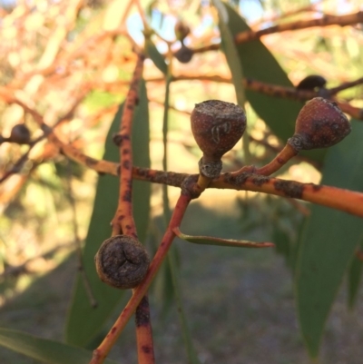 Eucalyptus pauciflora subsp. pauciflora (White Sally, Snow Gum) at Burra, NSW - 9 Mar 2018 by alexwatt