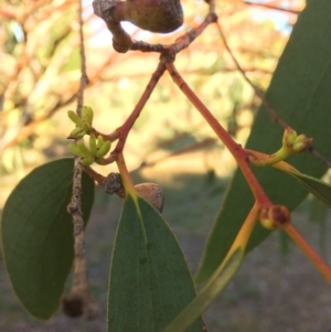 Eucalyptus pauciflora subsp. pauciflora at QPRC LGA - 9 Mar 2018 08:14 AM