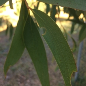 Eucalyptus pauciflora subsp. pauciflora at QPRC LGA - 9 Mar 2018 08:14 AM