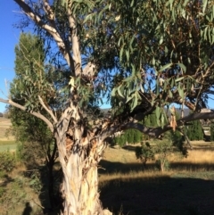 Eucalyptus pauciflora subsp. pauciflora at Burra, NSW - 9 Mar 2018