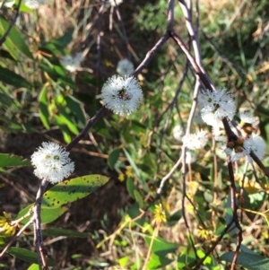 Eucalyptus stellulata at QPRC LGA - 9 Mar 2018