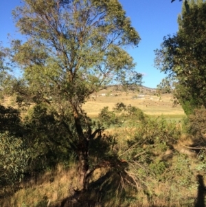 Eucalyptus stellulata at QPRC LGA - 9 Mar 2018