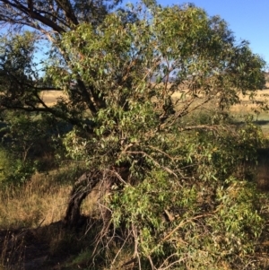 Eucalyptus stellulata at QPRC LGA - 9 Mar 2018