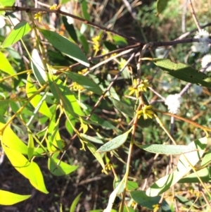 Eucalyptus stellulata at Burra, NSW - 9 Mar 2018