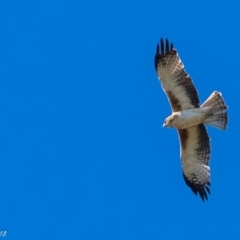 Hieraaetus morphnoides (Little Eagle) at Acton, ACT - 8 Mar 2018 by ajc