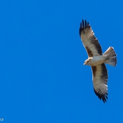 Hieraaetus morphnoides (Little Eagle) by ajc