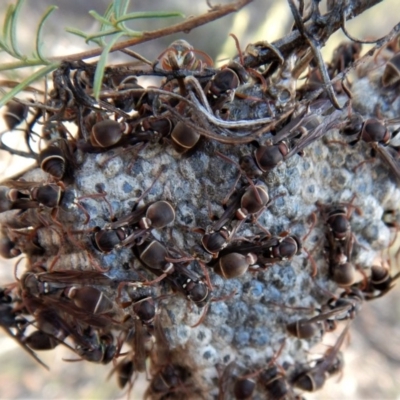 Ropalidia plebeiana (Small brown paper wasp) at Aranda Bushland - 7 Mar 2018 by CathB