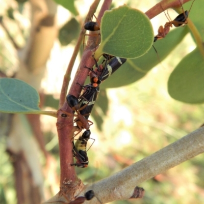 Eurymeloides pulchra (Gumtree hopper) at Mount Painter - 7 Mar 2018 by CathB