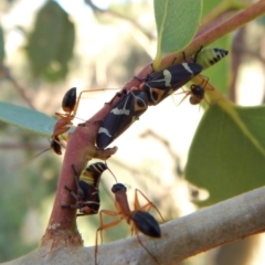 Eurymeloides pulchra at Belconnen, ACT - 7 Mar 2018 06:25 PM