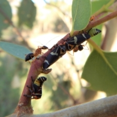 Eurymeloides pulchra at Belconnen, ACT - 7 Mar 2018