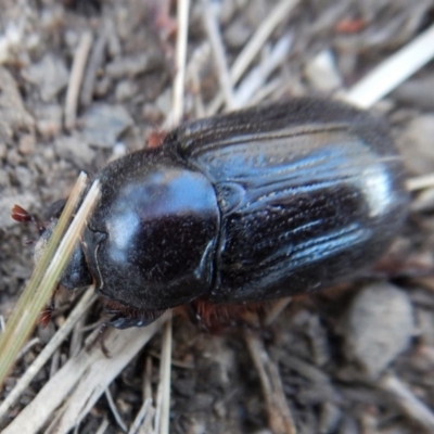 Dasygnathus sp. (Rhinoceros beetle) at Cook, ACT - 7 Mar 2018 by CathB