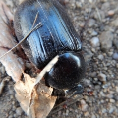 Dasygnathus sp. (genus) at Cook, ACT - 7 Mar 2018 06:15 PM