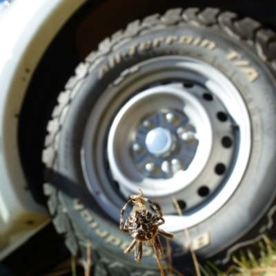 Backobourkia (genus) (An orb weaver) at Majura, ACT - 9 Mar 2018 by Jenjen