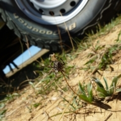 Backobourkia sp. (genus) at Majura, ACT - 9 Mar 2018 12:37 PM