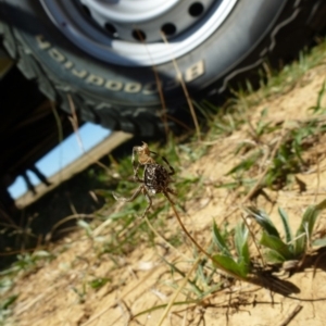 Backobourkia sp. (genus) at Majura, ACT - 9 Mar 2018 12:37 PM