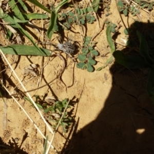 Backobourkia sp. (genus) at Majura, ACT - 9 Mar 2018 12:37 PM