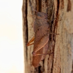 Goniaea australasiae at Green Cape, NSW - 7 Mar 2018