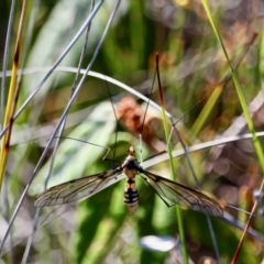 Leptotarsus (Leptotarsus) clavatus (A crane fly) at Ben Boyd National Park - 7 Mar 2018 by RossMannell