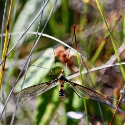 Leptotarsus (Leptotarsus) clavatus (A crane fly) at Ben Boyd National Park - 7 Mar 2018 by RossMannell