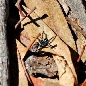 Nyssus albopunctatus at Green Cape, NSW - 7 Mar 2018 02:09 PM