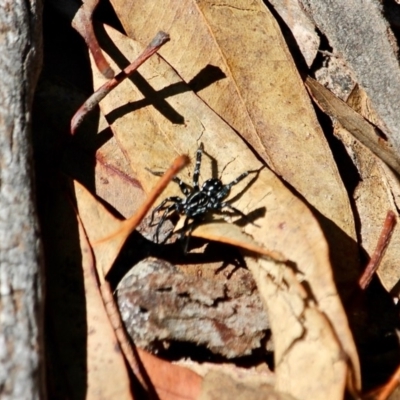 Nyssus albopunctatus (White-spotted swift spider) at Ben Boyd National Park - 7 Mar 2018 by RossMannell