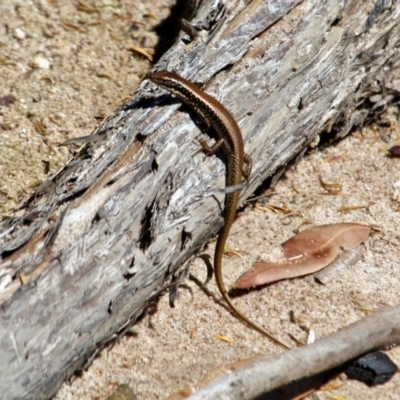 Eulamprus heatwolei (Yellow-bellied Water Skink) at Ben Boyd National Park - 7 Mar 2018 by RossMannell