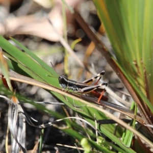 Macrotona sp. (genus) at Green Cape, NSW - 7 Mar 2018