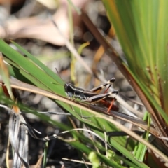 Macrotona sp. (Macrotona grasshopper) at Green Cape, NSW - 7 Mar 2018 by RossMannell