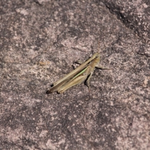 Schizobothrus flavovittatus at Green Cape, NSW - 7 Mar 2018