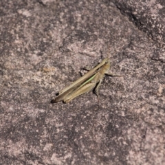 Schizobothrus flavovittatus (Disappearing Grasshopper) at Ben Boyd National Park - 7 Mar 2018 by RossMannell