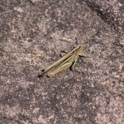 Schizobothrus flavovittatus (Disappearing Grasshopper) at Ben Boyd National Park - 7 Mar 2018 by RossMannell
