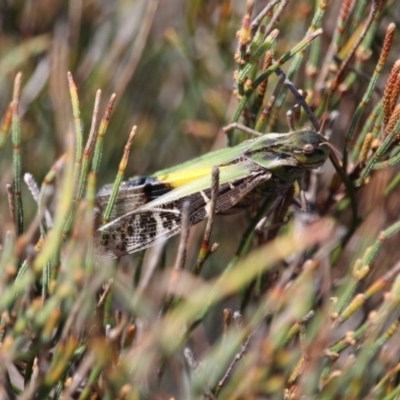 Gastrimargus musicus (Yellow-winged Locust or Grasshopper) at Green Cape, NSW - 7 Mar 2018 by RossMannell