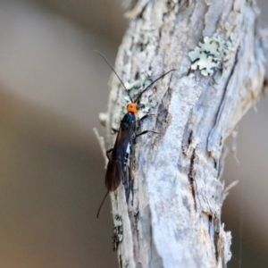 Callibracon sp. (genus) at Green Cape, NSW - 7 Mar 2018