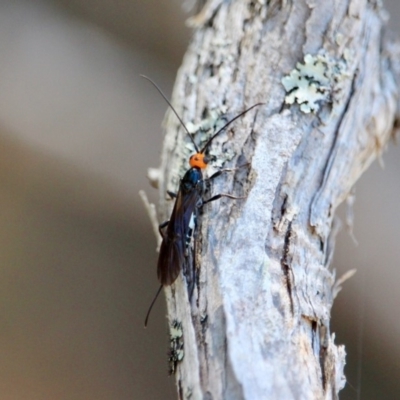 Callibracon sp. (genus) (A White Flank Black Braconid Wasp) at Green Cape, NSW - 7 Mar 2018 by RossMannell