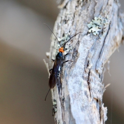Callibracon sp. (genus) (A White Flank Black Braconid Wasp) at Ben Boyd National Park - 7 Mar 2018 by RossMannell