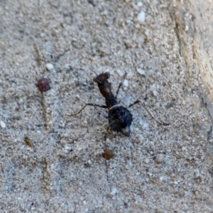 Paraoxypilus tasmaniensis at Green Cape, NSW - 7 Mar 2018